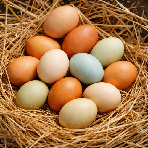Farm-Fresh Eggs Blue- Local & Pasture-Raised